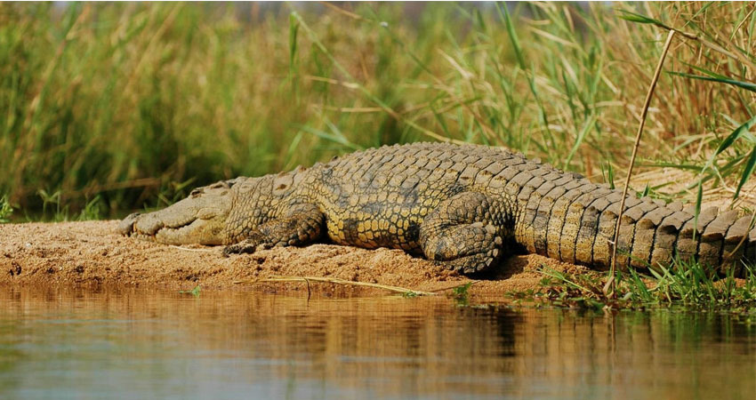 Crocodile trip in Goa, Best Tours in Goa